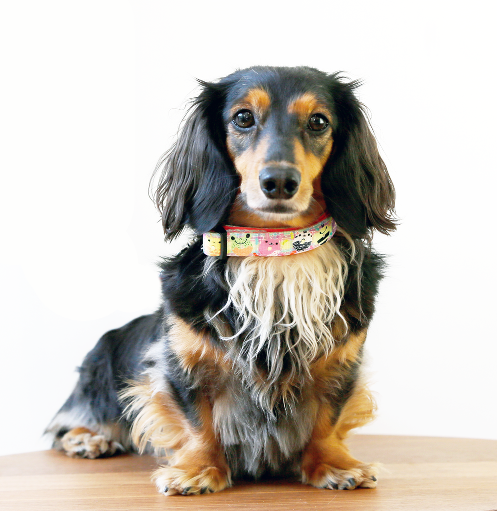 Best collar for cheap long haired dogs