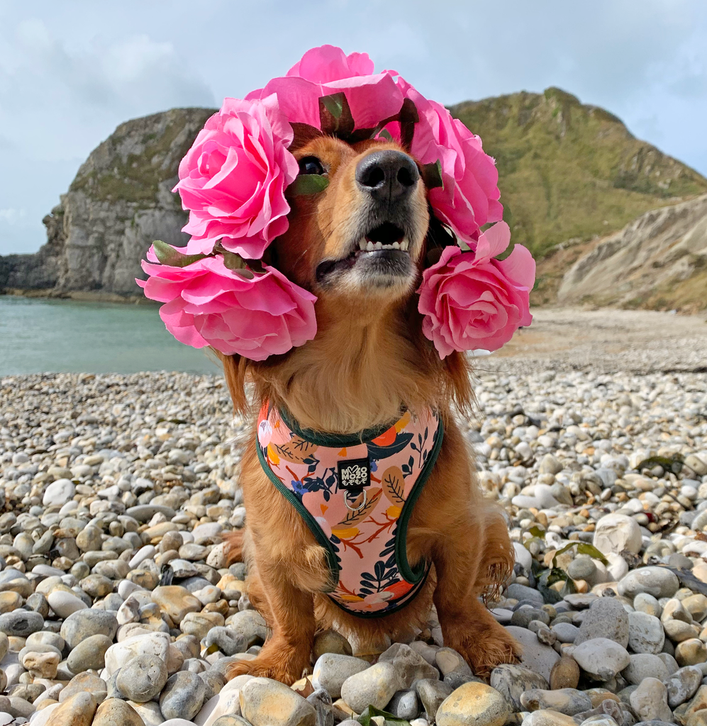 Flower 2024 dog harness