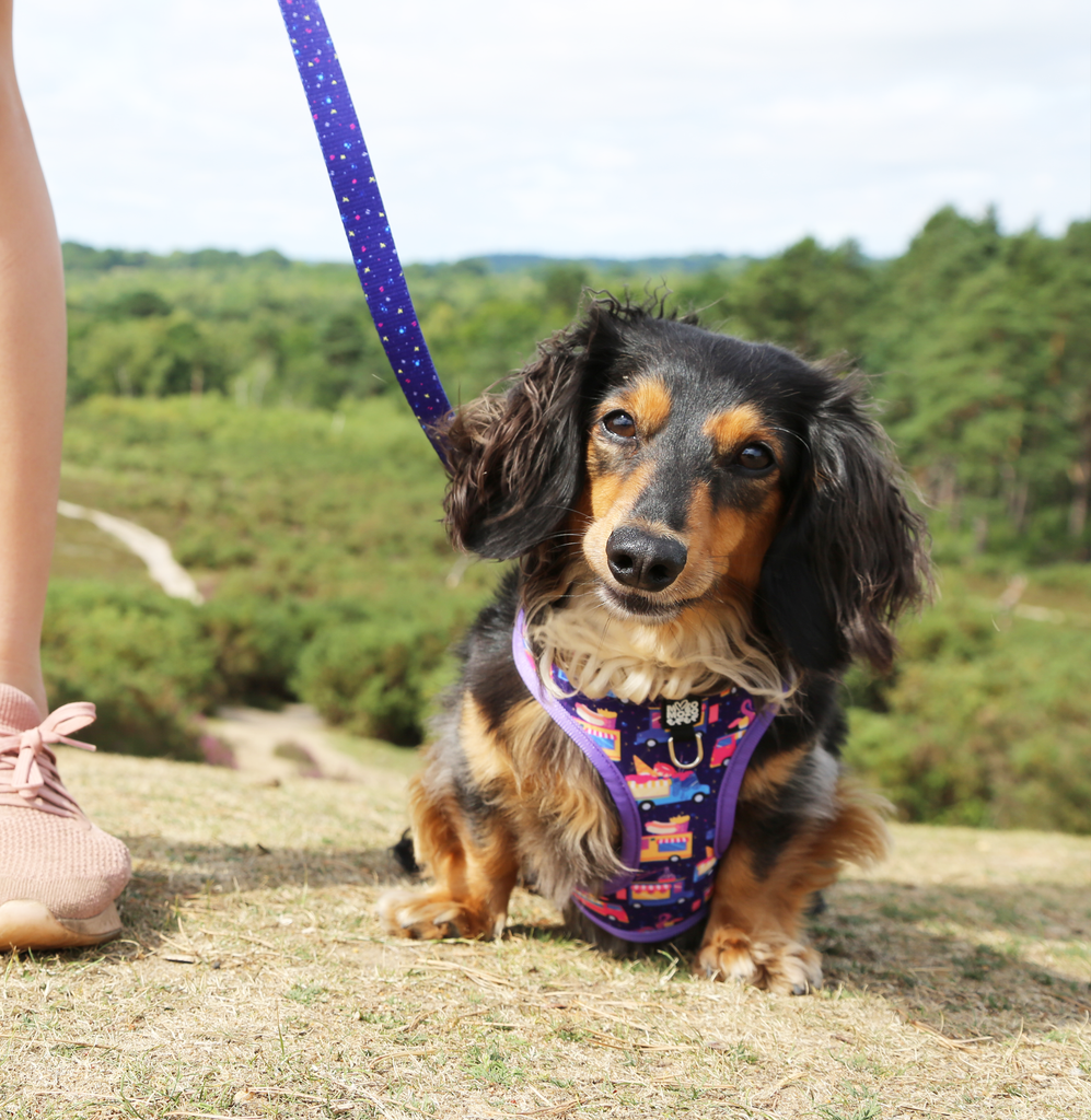 Midnight travelling cafe harness MOZOMOZO