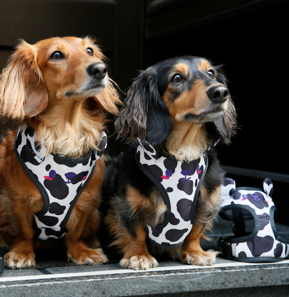 Moemoe bear dog clearance harness