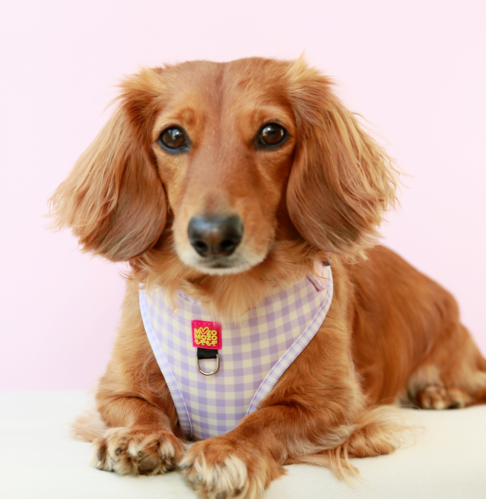 Barby gingham adjustable harness