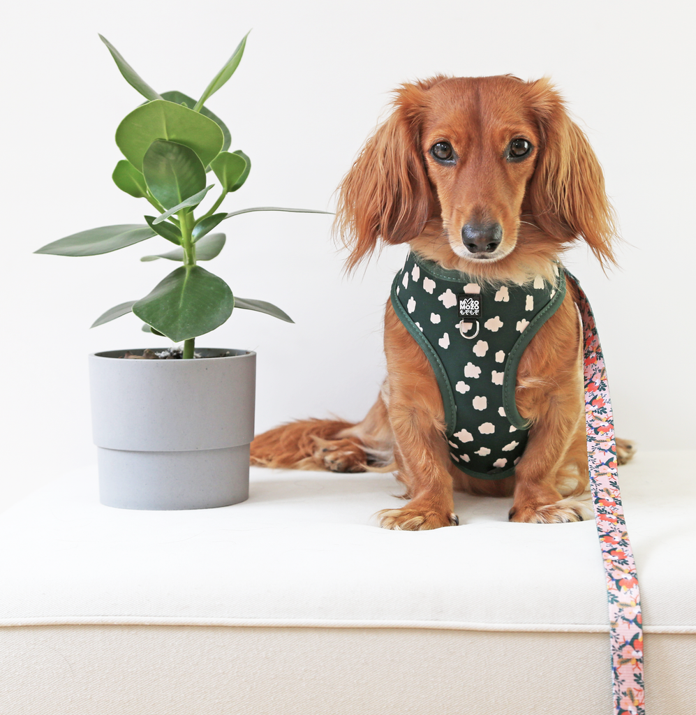 Soft polyester reversible dual design dog harness. Flower patch design.