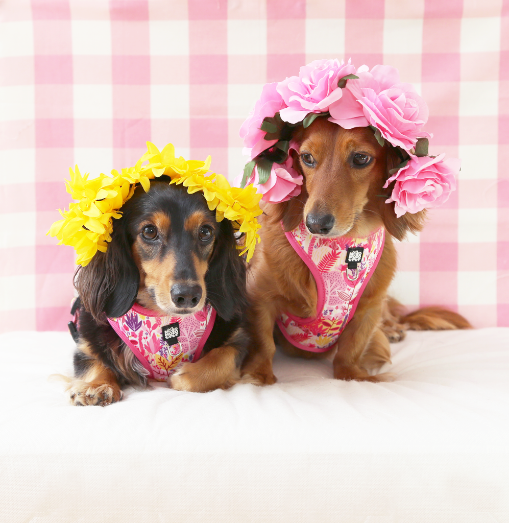 Soft neoprene polyester reversible dual design dog harness. Posy and buds design. Flowers, pink, dog accessories. 